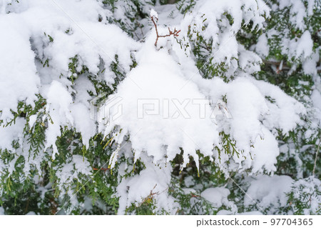 A snow-covered triangular branch of a thuja with horns sticking out. Green coniferous branches of the thuja tree studded with white fluffy light snow. Cypress shrub, winter scene, at eye level 97704365