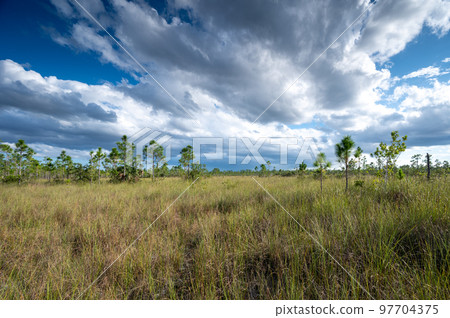 Autumn cloudscape over pinelands and sawgrass in Everglades National Park. 97704375