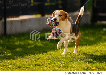 Dog run, beagle dog jumping having fun in the garden. Dog run, beagle dog jumping having fun in the garden. 97704696