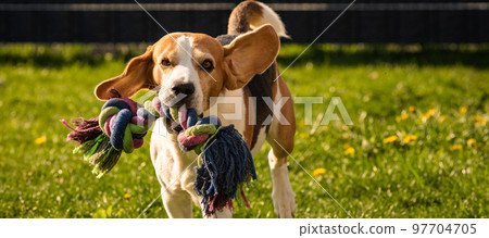 Dog run, beagle dog jumping having fun in the garden. 97704705
