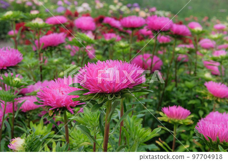 Asters in gardening park. Pink blooming flowers in garden. Natural blooming background. 97704918