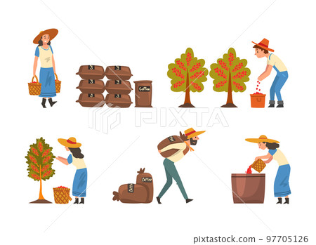 Coffee Production with Man and Woman Farmer Picking Berry in Basket and Carrying Sacks Vector Set Coffee Production with Man and Woman Farmer Picking Berry in Basket and Carrying Sacks Vector Set 97705126