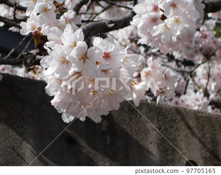 Sakura 97705165