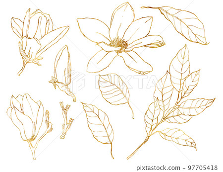 Watercolor floral set with golden magnolias. Hand painted line art flowers and leaves isolated on white background. Spring illustration for design, print, fabric or background. 97705418