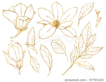 Watercolor floral set with golden flowers. Hand painted line art magnolias and leaves isolated on white background. Spring illustration for design, print, fabric or background. 97705420