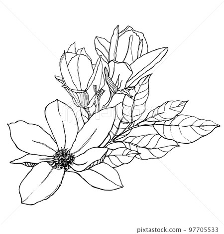 Watercolor floral bouquet with line art leaves, buds and magnolias. Hand painted card with flowers isolated on white background. Spring illustration for design, print, fabric or background. Watercolor floral bouquet with line art leaves, buds and magnolias. Hand painted card with flowers isolated on white background. Spring illustration for design, print, fabric or background. 97705533