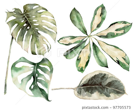Watercolor tropical set with plants branches and monstera. Hand painted exotic leaves and branches isolated on white background. Floral illustration for design, print, fabric or background. 97705573