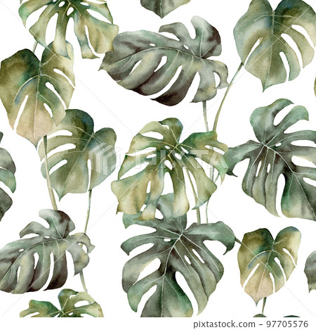 Watercolor tropical seamless pattern with monstera leaves. Hand painted exotic leaves, branches isolated on white background. Floral spring illustration for design, print, fabric or background. Watercolor tropical seamless pattern with monstera leaves. Hand painted exotic leaves, branches isolated on white background. Floral spring illustration for design, print, fabric or background. 97705576
