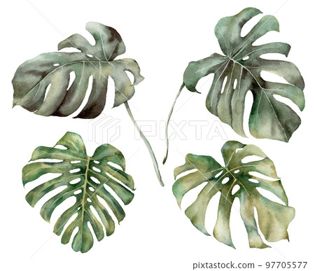 Watercolor tropical set with exotic monstera leaves. Hand painted exotic branches isolated on white background. Floral illustration for design, print, fabric or background. 97705577