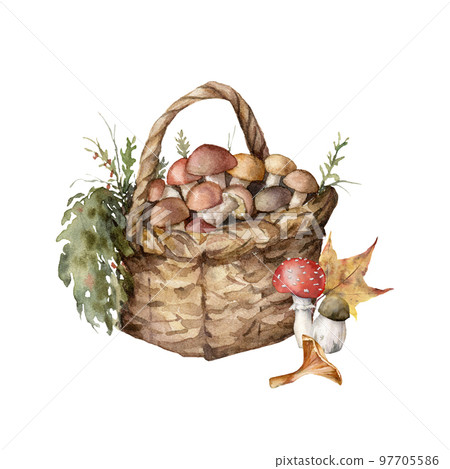 Watercolor autumn composition with basket, mushrooms, grass and leaves. Hand painted rustic card with boletus isolated on white background. Floral illustration for design, print, fabric or background. Watercolor autumn composition with basket, mushrooms, grass and leaves. Hand painted rustic card with boletus isolated on white background. Floral illustration for design, print, fabric or background. 97705586