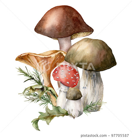 Watercolor autumn composition with mushrooms. Hand painted amanita muscaria, chanterelle and boletus isolated on white background. Botanical forest illustration for design, print or background. Watercolor autumn composition with mushrooms. Hand painted amanita muscaria, chanterelle and boletus isolated on white background. Botanical forest illustration for design, print or background. 97705587