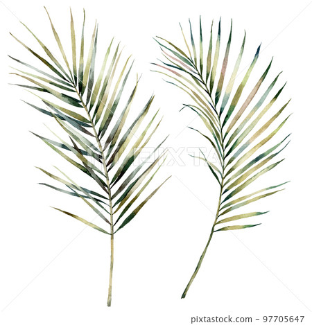 Watercolor tropical set with palm branches. Hand painted exotic leaves isolated on white background. Floral illustration for design, print, fabric or background. Watercolor tropical set with palm branches. Hand painted exotic leaves isolated on white background. Floral illustration for design, print, fabric or background. 97705647