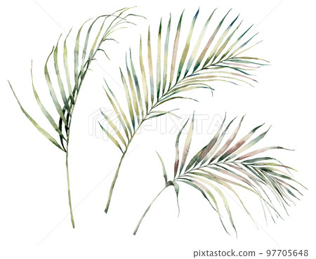 Watercolor tropical set with palm leaves. Hand painted exotic leaves and branches isolated on white background. Floral illustration for design, print, fabric or background. 97705648