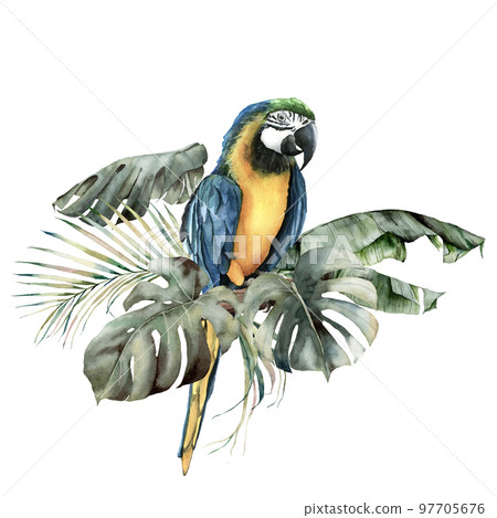 Watercolor tropical card with parrot and palm leaves. Hand drawn banana, coconut and monstera leaves. Floral illustration isolated on white background for design, print or background. Summer template. 97705676
