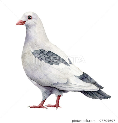 Watercolor card with a white dove. Hand painted greeting postcard with pigeon bird isolated on white background. Easter illustration for design, print, fabric or background. Spring bird. 97705697