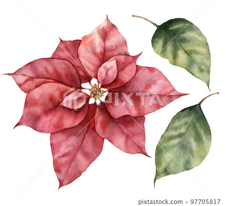 Watercolor Christmas set with poinsettia and leaves. Hand painted holiday plant with flower isolated on white background. Winter botanical illustration for design, print or background. Watercolor Christmas set with poinsettia and leaves. Hand painted holiday plant with flower isolated on white background. Winter botanical illustration for design, print or background. 97705817