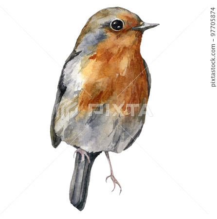 Watercolor Christmas card with robin redbreast. Hand painted winter holidays bird isolated on white background. Wildlife illustration for design, print, fabric or background. 97705874