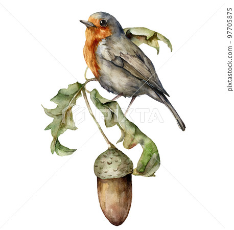 Watercolor autumn composition with robin redbreast and acorn. Hand painted bird and oak leaves isolated on white background. Floral illustration for design, print, fabric or background. Watercolor autumn composition with robin redbreast and acorn. Hand painted bird and oak leaves isolated on white background. Floral illustration for design, print, fabric or background. 97705875