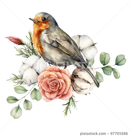 Watercolor card with robin redbreast, cotton, rose and eucalyptus leaves. Hand painted bird and flowers isolated on white background. Floral illustration for design, print, fabric or background. Watercolor card with robin redbreast, cotton, rose and eucalyptus leaves. Hand painted bird and flowers isolated on white background. Floral illustration for design, print, fabric or background. 97705886