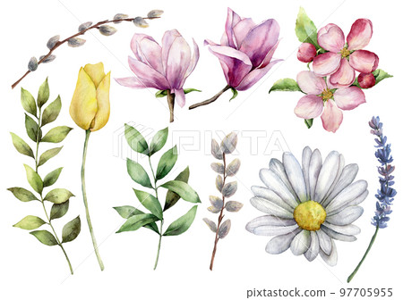 Watercolor spring plants set. Hand painted camomile, pansy, willow, lavender, tulips and herbs isolated on white background. Nature botanical illustration for design, print, fabric or background. Watercolor spring plants set. Hand painted camomile, pansy, willow, lavender, tulips and herbs isolated on white background. Nature botanical illustration for design, print, fabric or background. 97705955