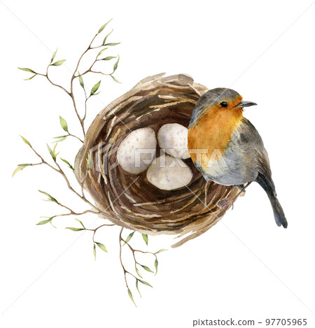Watercolor easter card with bird and nest. Hand painted spring nest with eggs, feathers and branch isolated on white background. Holiday wildlife illustration for design, print or background. 97705965