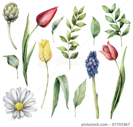 Set of watercolor spring flowers. Hand painted chamomile, tulips, hyacinths and artichokes isolated on white background. Botanical illustration for design, print, fabric or background. 97705967
