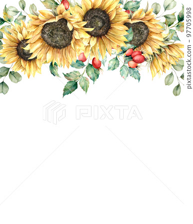 Watercolor autumn card with sunflowers, berries, eucalyptus leaves and rose hips. Hand painted composition isolated on white background. Floral illustration for design, print, fabric or background. 97705998