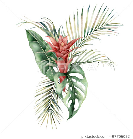 Watercolor tropical bouquet with guzmania, palm and monstera leaves. Hand painted card with red flowers and leaves isolated on white background. Floral illustration for design, print or background. Watercolor tropical bouquet with guzmania, palm and monstera leaves. Hand painted card with red flowers and leaves isolated on white background. Floral illustration for design, print or background. 97706022
