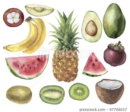 Watercolor tropical set with pineapple, avocado, banana, watermelon, coconut, kiwi and mangosteen. Hand painted fruits isolated on white background. Floral illustration for design, print, background. 97706037