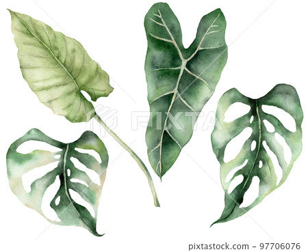 Watercolor tropical set with monstera leaves. Hand painted exotic leaves and branches isolated on white background. Floral illustration for design, print, fabric or background. Watercolor tropical set with monstera leaves. Hand painted exotic leaves and branches isolated on white background. Floral illustration for design, print, fabric or background. 97706076