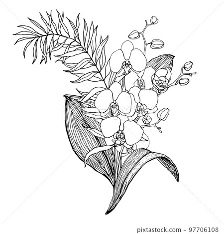 Vector bouquet with line art orchids and eucalyptus. Hand painted tropical card with flowers, branches and leaves isolated on white background. Floral illustration for design, print, background. 97706108