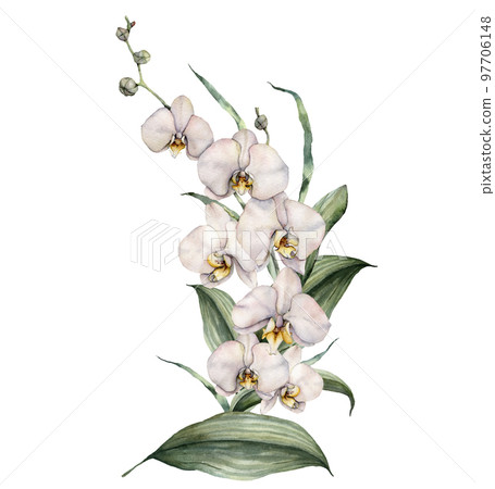 Watercolor composition of orchids. Hand painted tropical card with flowers and leaves isolated on white background. Floral illustration for design, printing or background. Template for summer bouquet. Watercolor composition of orchids. Hand painted tropical card with flowers and leaves isolated on white background. Floral illustration for design, printing or background. Template for summer bouquet. 97706148