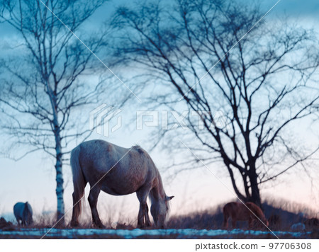 Sunrise and Hokkaido horse Sunrise and Hokkaido horse 97706308