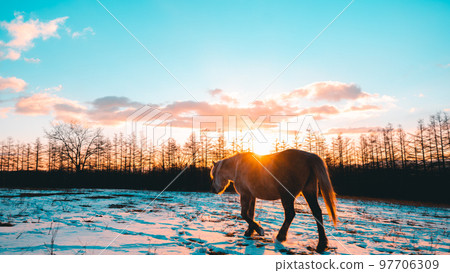 Sunrise and Hokkaido horse 97706309