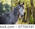 Portrait of a gray horse. Close-up. A thoroughbred horse of the Oryol Trotter breed. Outdoor in summer. Sports horse. Harness racing. Trotting horse race 97706385