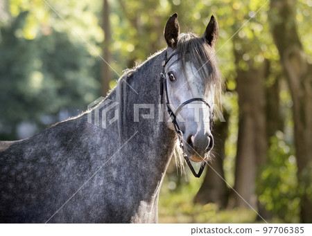 Portrait of a gray horse. Close-up. A thoroughbred horse of the Oryol Trotter breed. Outdoor in summer. Sports horse. Harness racing. Trotting horse race 97706385