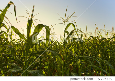 morning sunrise over the corn field morning sunrise over the corn field 97706429