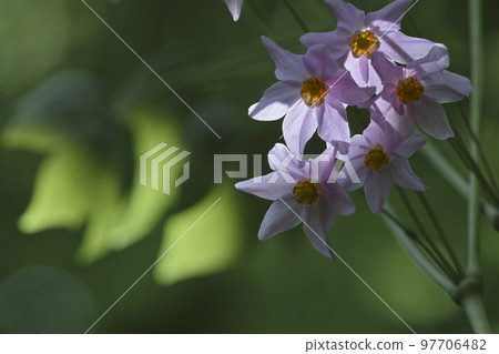 Togakushi Shishuma Togakushi Shishuma 97706482