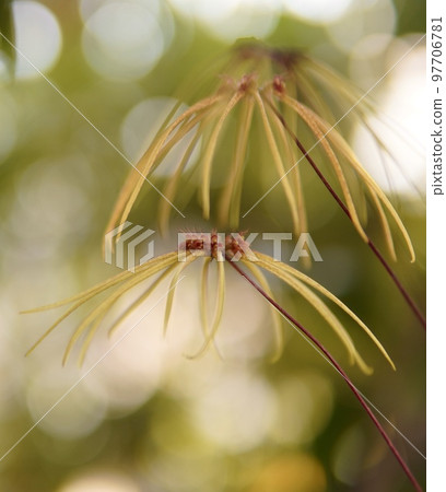 beautiful yellow orchid 97706781