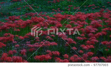 September is the best time to see the cluster amaryllis of Hasedo, Yamagata City. September is the best time to see the cluster amaryllis of Hasedo, Yamagata City. 97707003