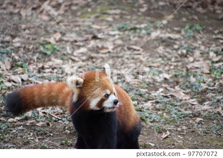 Lesser panda Lesser panda 97707072