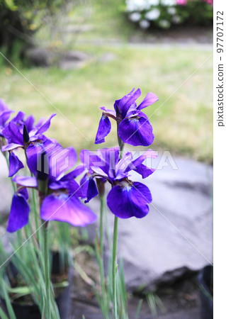 可愛的鳶尾花 97707172