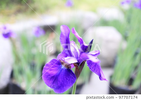 美麗的紫色鳶尾 97707174