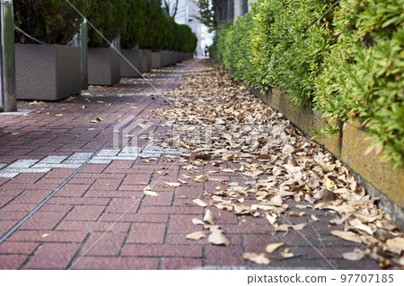 Sidewalk, fallen leaves, cityscape, suburbs, street, autumn, winter, shadow, feet, up Sidewalk, fallen leaves, cityscape, suburbs, street, autumn, winter, shadow, feet, up 97707185