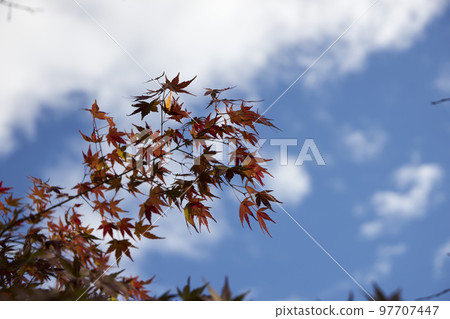 Autumn leaves, maple, red, colored, autumn, season, background, landscape 97707447