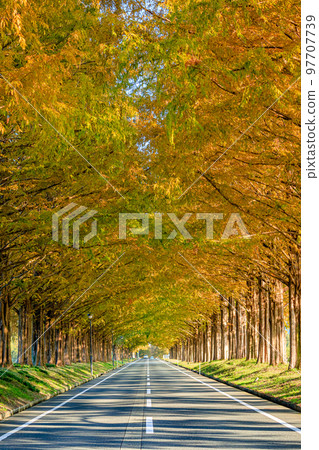 Metasequoia trees in autumn, Makino Kogen, Takashima City, Shiga Prefecture 97707739