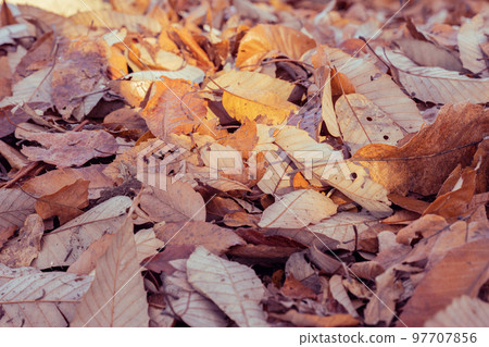 Autumn scenery of Yamagata City Nishi Park Warm sunny summer 97707856