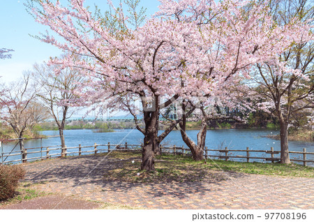 Spring in Japan-cherry blossoms in full bloom Spring in Japan-cherry blossoms in full bloom 97708196