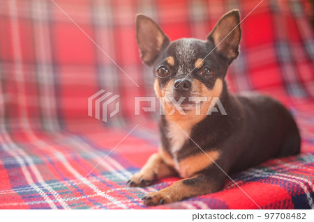 An adult dog rests on the sofa. A tricolor chihuahua lies on a checkered red blanket. 97708482