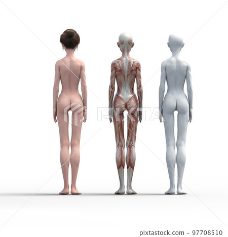 Muscle specimen female perming3DCG illustration material 97708510